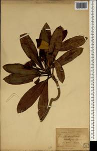 Рододендрон короткоплодный, Зарубежная Азия (ASIA) (Япония)