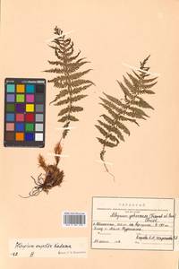 Athyrium fallaciosum Milde, Сибирь, Дальний Восток (S6) (Россия)
