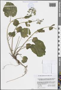 Толстостенка крупнолистная (Hoffm.) N.Busch, Кавказ, Дагестан (K2) (Россия)