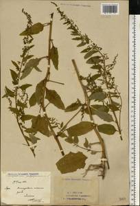 Lipandra polysperma (L.) S. Fuentes, Uotila & Borsch, Восточная Европа, Восточный район (E10) (Россия)