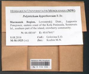 Polytrichum hyperboreum R. Br., Гербарий мохообразных, Мхи - Карелия, Ленинградская и Мурманская области (B4) (Россия)