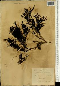 Caesalpinia coriaria (Jacq.)Willd., Зарубежная Азия (ASIA) (Индонезия)