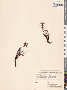 Мытник прелестный Adams ex Steven, Сибирь, Чукотка и Камчатка (S7) (Россия)