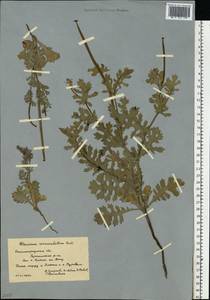 Мачок рогатый (L.) Rudolph, Восточная Европа, Нижневолжский район (E9) (Россия)