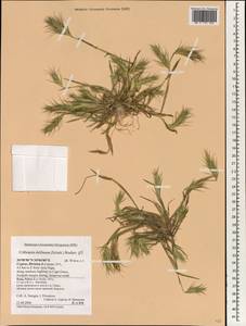 Crithopsis delileana (Schult.) Roshev., Зарубежная Азия (ASIA) (Кипр)