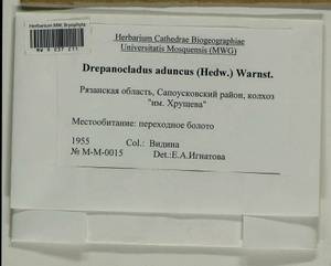 Drepanocladus aduncus (Hedw.) Warnst., Гербарий мохообразных, Мхи - Центральное Нечерноземье (B6) (Россия)