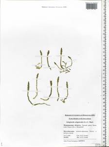 Плаунок плаунковидный (L.) P.Beauv. ex Mart. & Schrank, Восточная Европа, Северный район (E1) (Россия)
