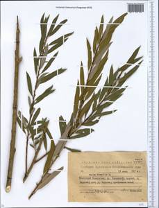 Ива ломкая L., Сибирь, Западный (Казахстанский) Алтай (S2a) (Казахстан)