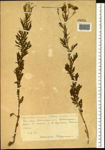 Jacobaea erucifolia subsp. grandidentata (Ledeb.) V. V. Fateryga & Fateryga, Сибирь, Центральная Сибирь (S3) (Россия)