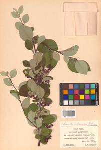 Кизильник рыхлоцветковый (J.Jacq.) Lindl., Восточная Европа, Восточный район (E10) (Россия)