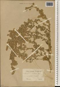 Bassia eriophora (Steph. ex M. Bieb.) Kuntze, Зарубежная Азия (ASIA) (Иран)