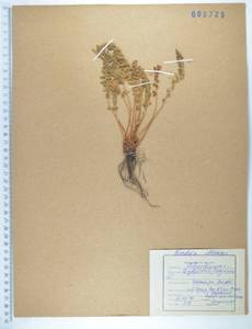 Вудсия эльбская (L.) R.Br., Сибирь, Дальний Восток (S6) (Россия)