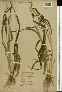 Ежовник обыкновенный, Куриное просо (L.) P.Beauv., Восточная Европа, Белоруссия (E3a) (Белоруссия)