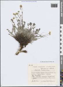 Лапчатка анахоретская Soják, Сибирь, Чукотка и Камчатка (S7) (Россия)