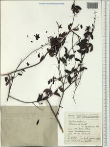Uromyrtus artensis (Montrouz.) Burret, Австралия и Океания (AUSTR) (Новая Каледония)