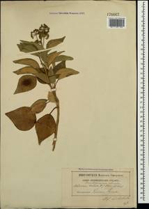 Плющ обыкновенный L., Крым (KRYM) (Россия)