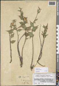 Ластовень низкорослый Decne., Средняя Азия и Казахстан, Копетдаг, Бадхыз, Малый и Большой Балхан (M1) (Туркмения)