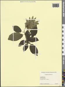 Граб обыкновенный, Граб кавказский L., Кавказ, Азербайджан (K6) (Азербайджан)