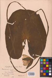 Кувшинка белоснежная C.Presl, Восточная Европа, Центральный лесостепной район (E6) (Россия)