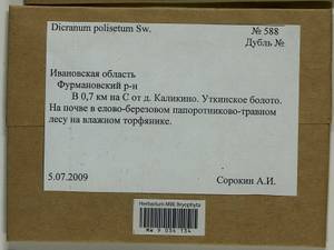 Dicranum polysetum Sw., Гербарий мохообразных, Мхи - Центральное Нечерноземье (B6) (Россия)