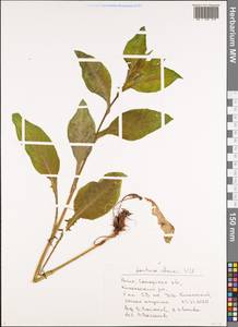 Lactuca quercina subsp. quercina, Восточная Европа, Средневолжский район (E8) (Россия)