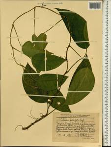 Culcasia falcifolia Engl., Африка (AFR) (Эфиопия)