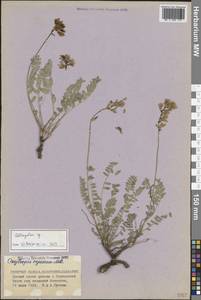 Астрагал, Кавказ, Ставропольский край, Карачаево-Черкесия, Кабардино-Балкария (K1b) (Россия)