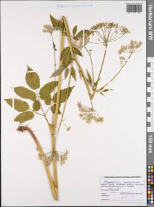 Сныть обыкновенная L., Восточная Европа, Белоруссия (E3a) (Белоруссия)