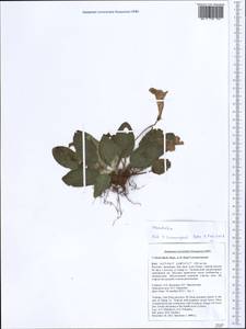 Henckelia, Зарубежная Азия (ASIA) (Вьетнам)