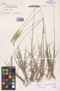 Koeleria macrantha subsp. macrantha, Восточная Европа, Нижневолжский район (E9) (Россия)