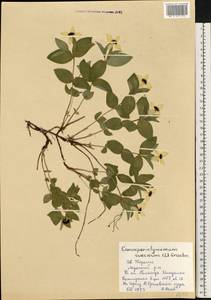 Дерен шведский L., Восточная Европа, Северный район (E1) (Россия)