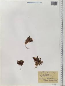 Смолевка бесстебельная (L.) Jacq., Восточная Европа, Северный район (E1) (Россия)