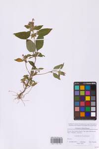 Пикульник двунадрезанный, Жабрей Boenn., Восточная Европа, Московская область и Москва (E4a) (Россия)