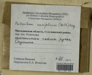 Psilopilum cavifolium (Wilson) I. Hagen, Гербарий мохообразных, Мхи - Чукотка и Камчатка (B21) (Россия)