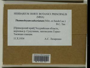 Thamnobryum subseriatum (Mitt. ex Sande Lac.) B.C. Tan, Гербарий мохообразных, Мхи - Дальний Восток (без Чукотки и Камчатки) (B20) (Россия)