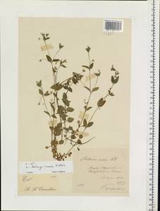 Звездчатка средняя, Мокрица (L.) Vill., Восточная Европа, Московская область и Москва (E4a) (Россия)