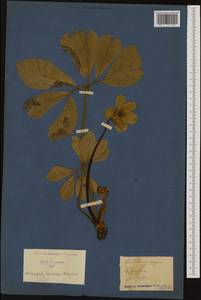 Helleborus niger L., Западная Европа (EUR)