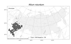 Allium rotundum, Лук круглый L., Атлас флоры России (FLORUS) (Россия)