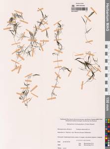 Лютик волосолистный, Шелковник волосолистный Chaix, Сибирь, Чукотка и Камчатка (S7) (Россия)