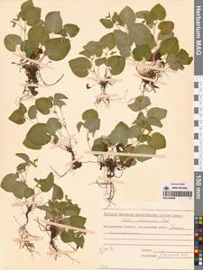 Фиалка Морица Tepl., Сибирь, Чукотка и Камчатка (S7) (Россия)