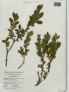 Ива черничная L., Восточная Европа, Северный район (E1) (Россия)