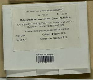 Hylocomiastrum pyrenaicum (Spruce) M. Fleisch. ex Broth., Гербарий мохообразных, Мхи - Красноярский край, Тыва и Хакасия (B17) (Россия)