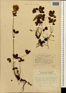 Клевер седоватый Willd., Кавказ, Армения (K5) (Армения)