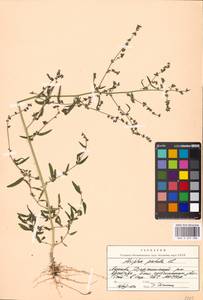 Лебеда раскидистая L., Восточная Европа, Московская область и Москва (E4a) (Россия)