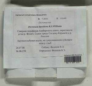 Dicranum laevidens R.S. Williams, Гербарий мохообразных, Мхи - Красноярский край, Тыва и Хакасия (B17) (Россия)