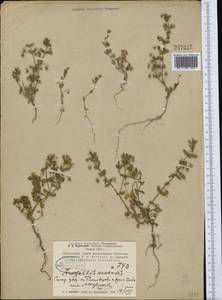 Lysimachia arvensis (L.) U.Manns & Anderb., Средняя Азия и Казахстан, Памир и Памиро-Алай (M2) (Узбекистан)
