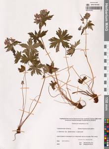 Герань волосистоцветковая DC., Сибирь, Дальний Восток (S6) (Россия)