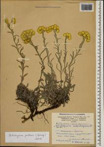 Helichrysum pallasii (Spreng.) Ledeb., Кавказ, Армения (K5) (Армения)