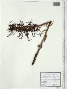 Himantoglossum hircinum (L.) Spreng., Западная Европа (EUR) (Сербия)