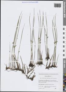 Ситник нитевидный L., Сибирь, Якутия (S5) (Россия)